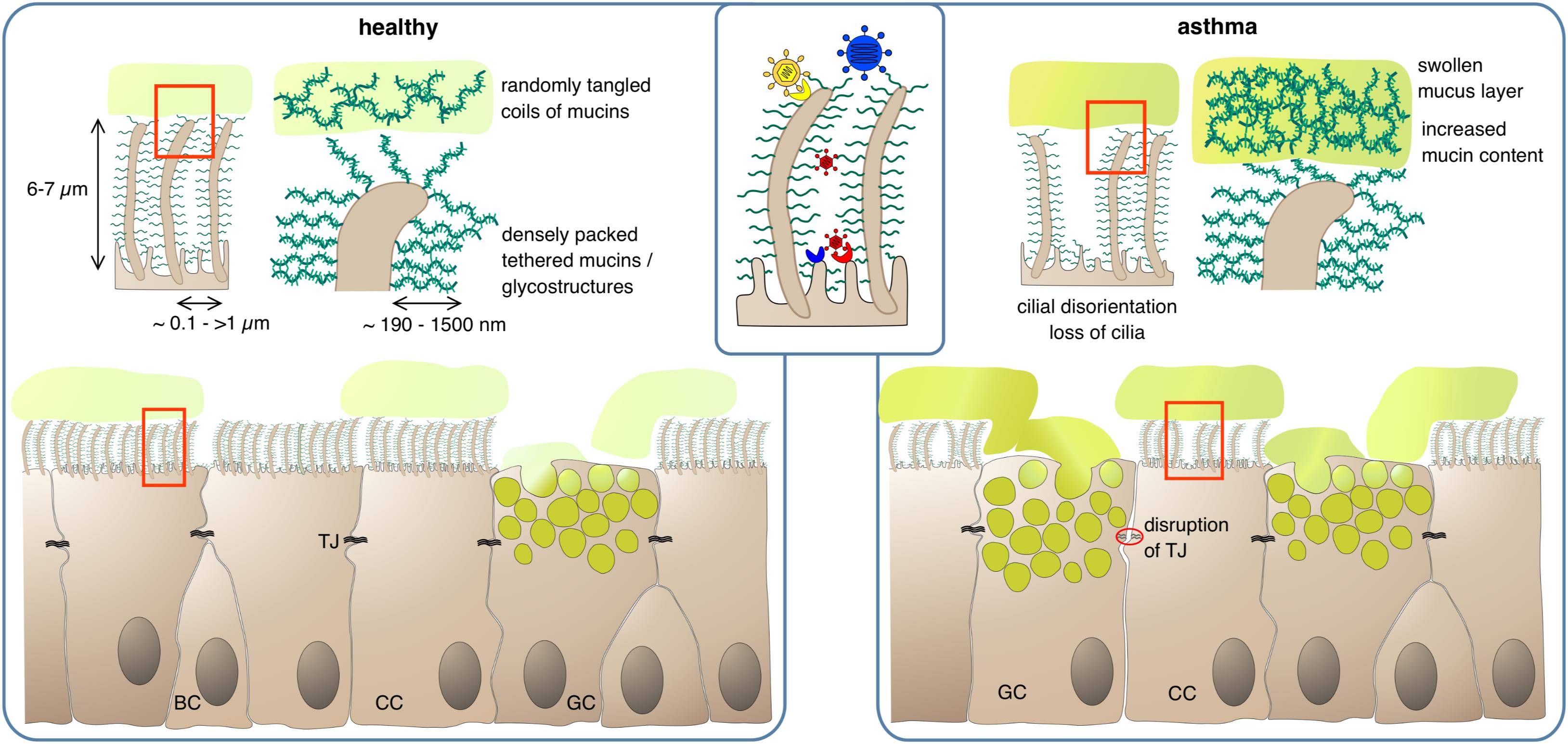 Frontiers | More Than Just a Barrier: The Immune Functions of the
