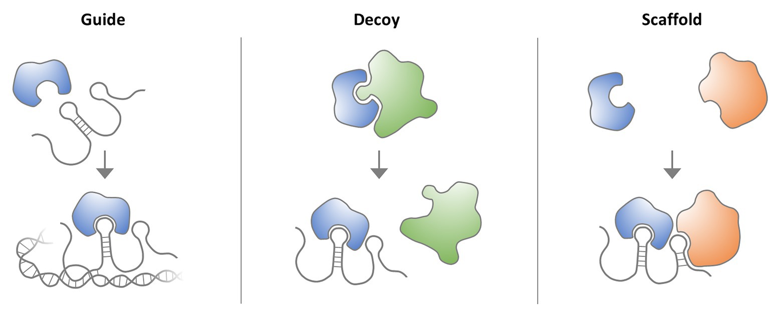 small rna gene regulation small rna gene regulation