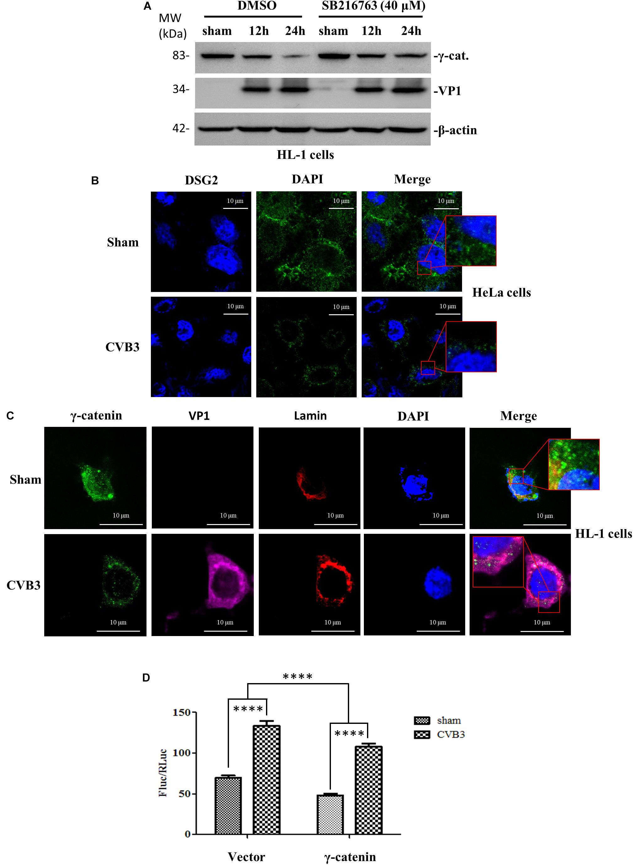 simian virus mesothelioma