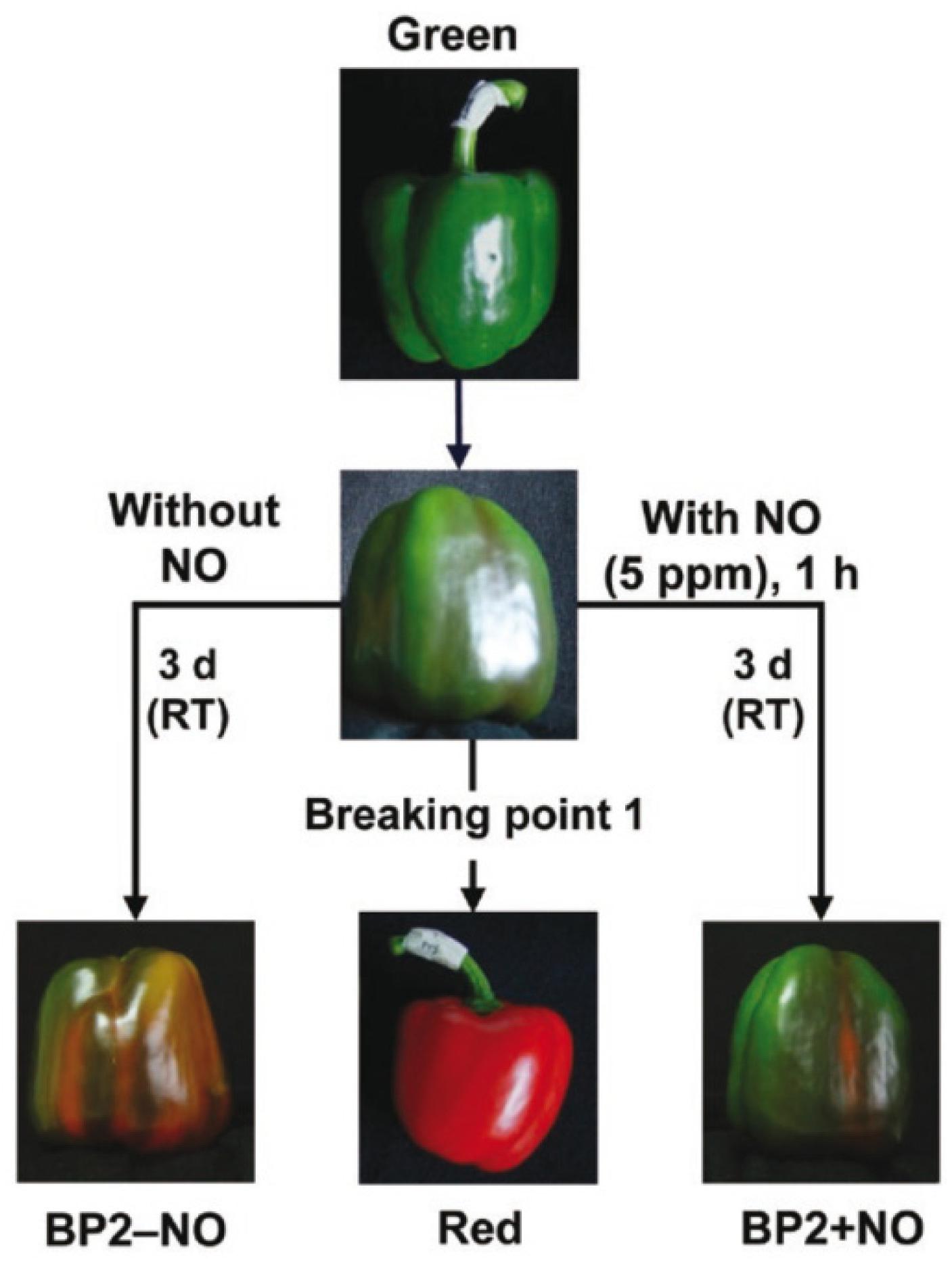 How to Grow and Care for Bell Peppers (Capsicum annuum)