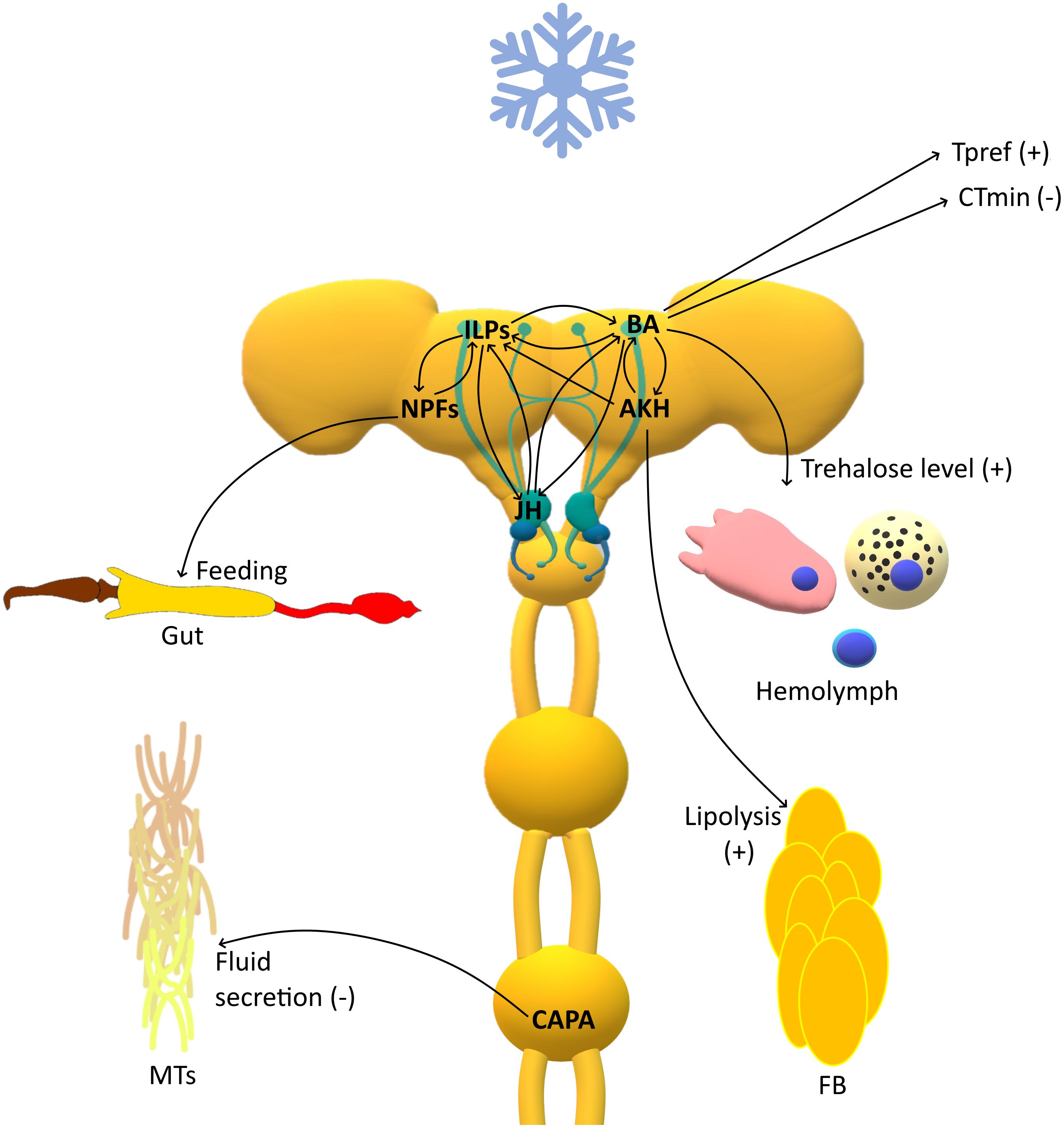Frontiers | Role of the Insect Neuroendocrine System in the Response to  Cold Stress