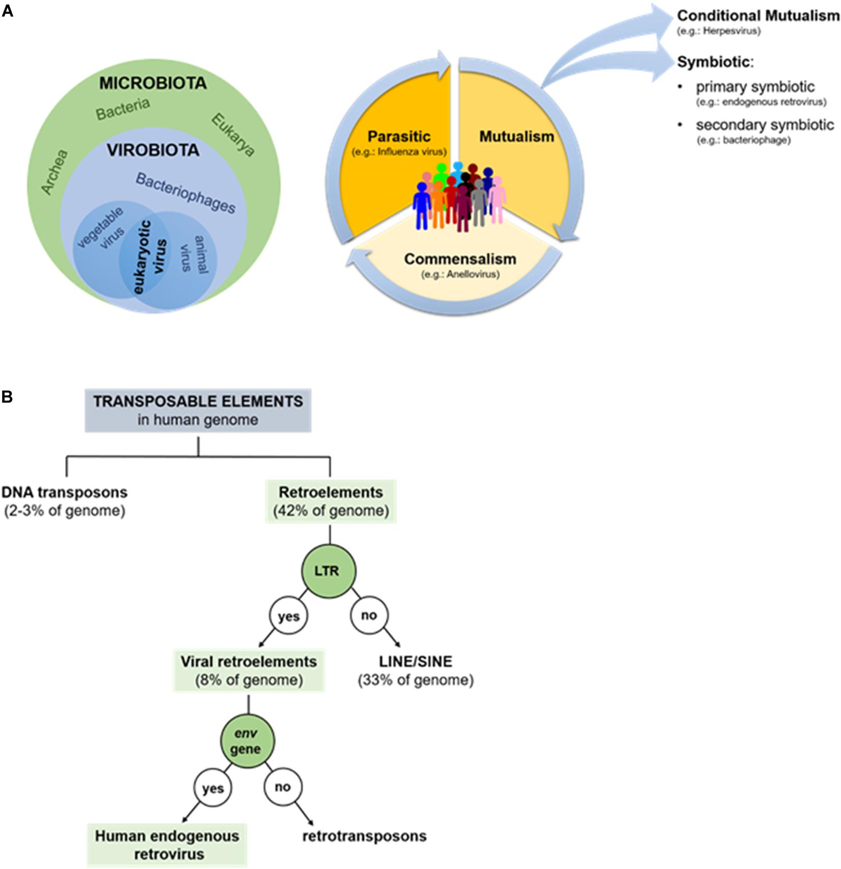 Ancient viral remnants in the human genome ar