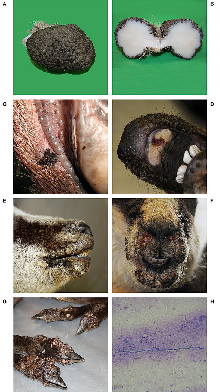 Frontiers | Epitheliotropic Infections in Wildlife Ruminants From the  Central Alps and Stelvio National Park