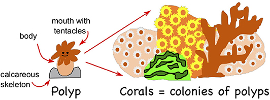 Figure 1 - Corals are colonies of polyps that are interconnected.