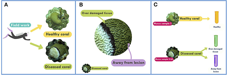 Figure 2 - Collecting samples of coral mucus.