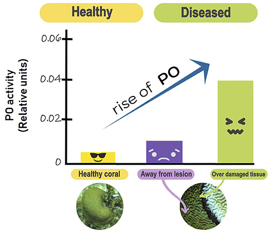Figure 3 - PO activity in the brain coral Pseudodiploria strigosa is affected by black band disease.