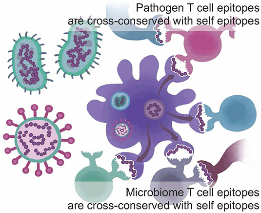 Иммуноген. Epitopes for t Cells. Immunogen. Epitopes.