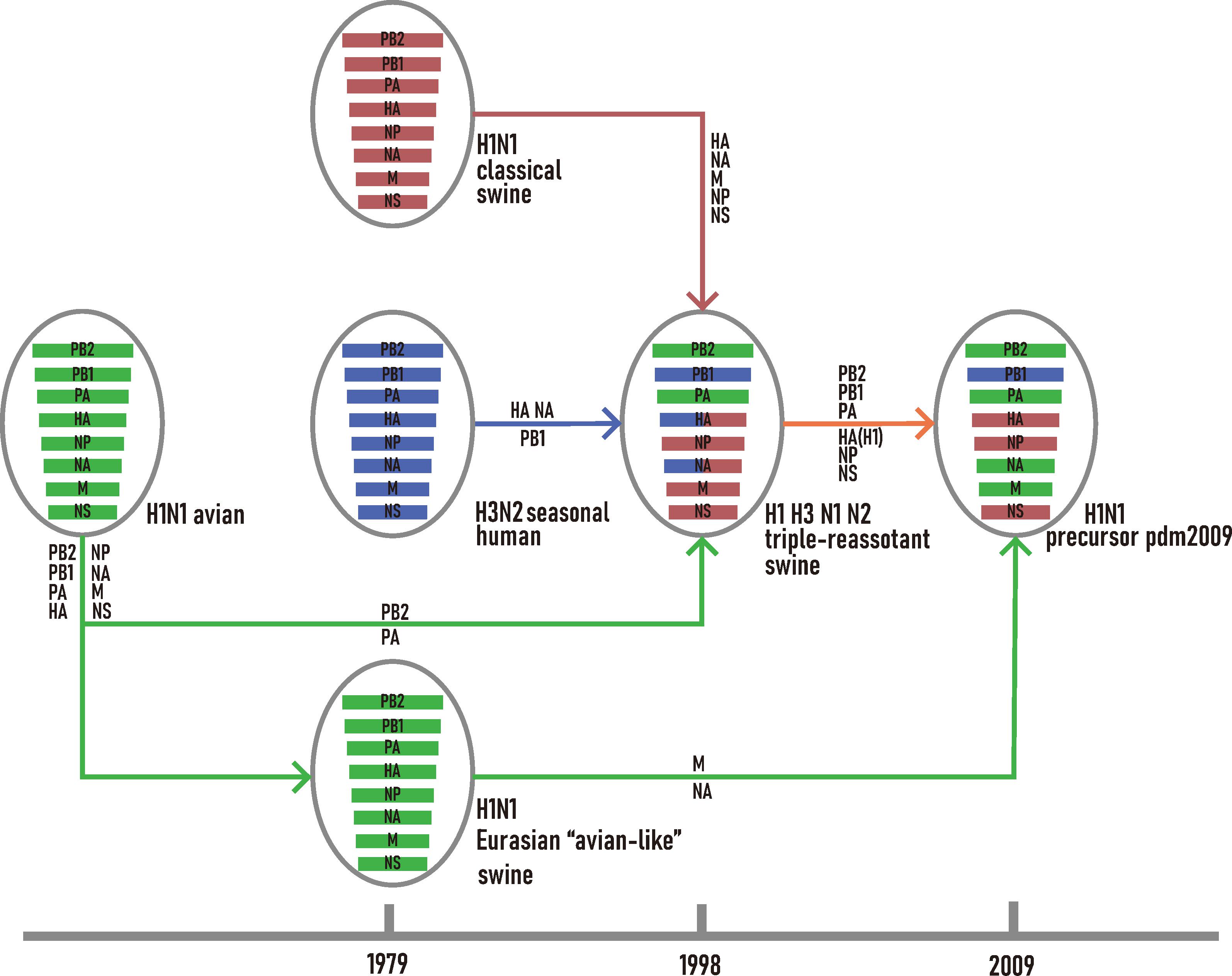swine flu research paper