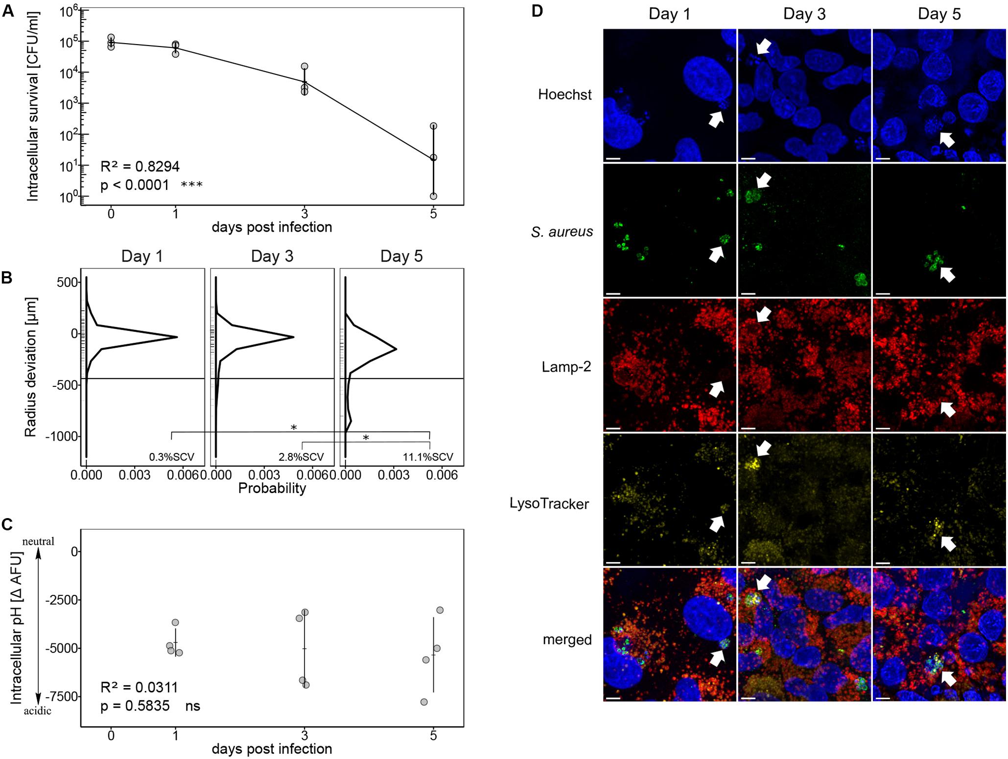 Frontiers  Selective Host Cell Death by Staphylococcus aureus: A Strategy  for Bacterial Persistence