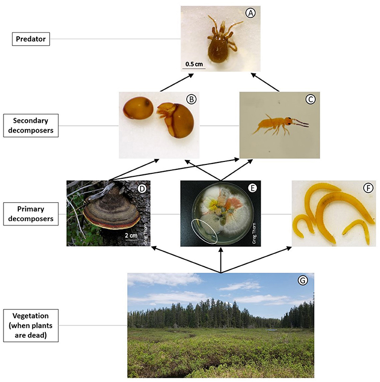 Figure 1 - Example of simplified soil food web: Example of a predator (A) Predatory mite; Secondary decomposers.