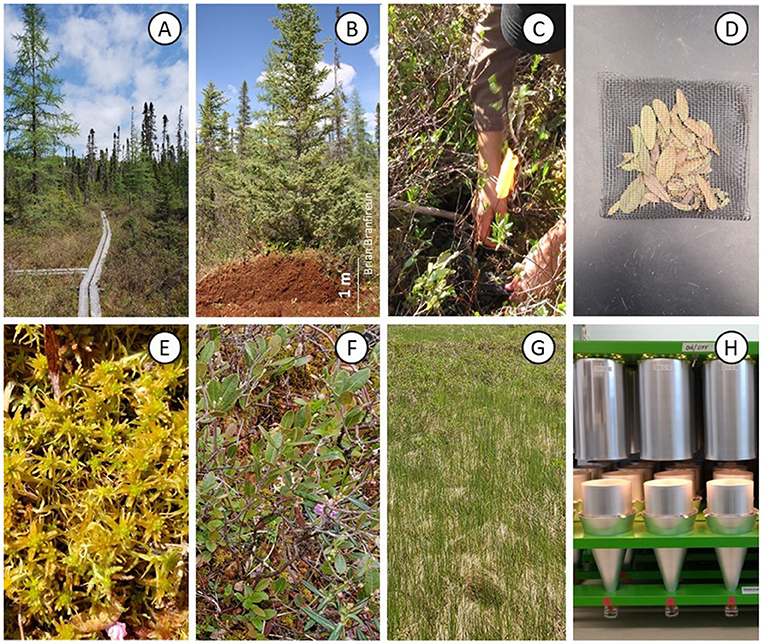 Figure 2 - (A) Peatland.