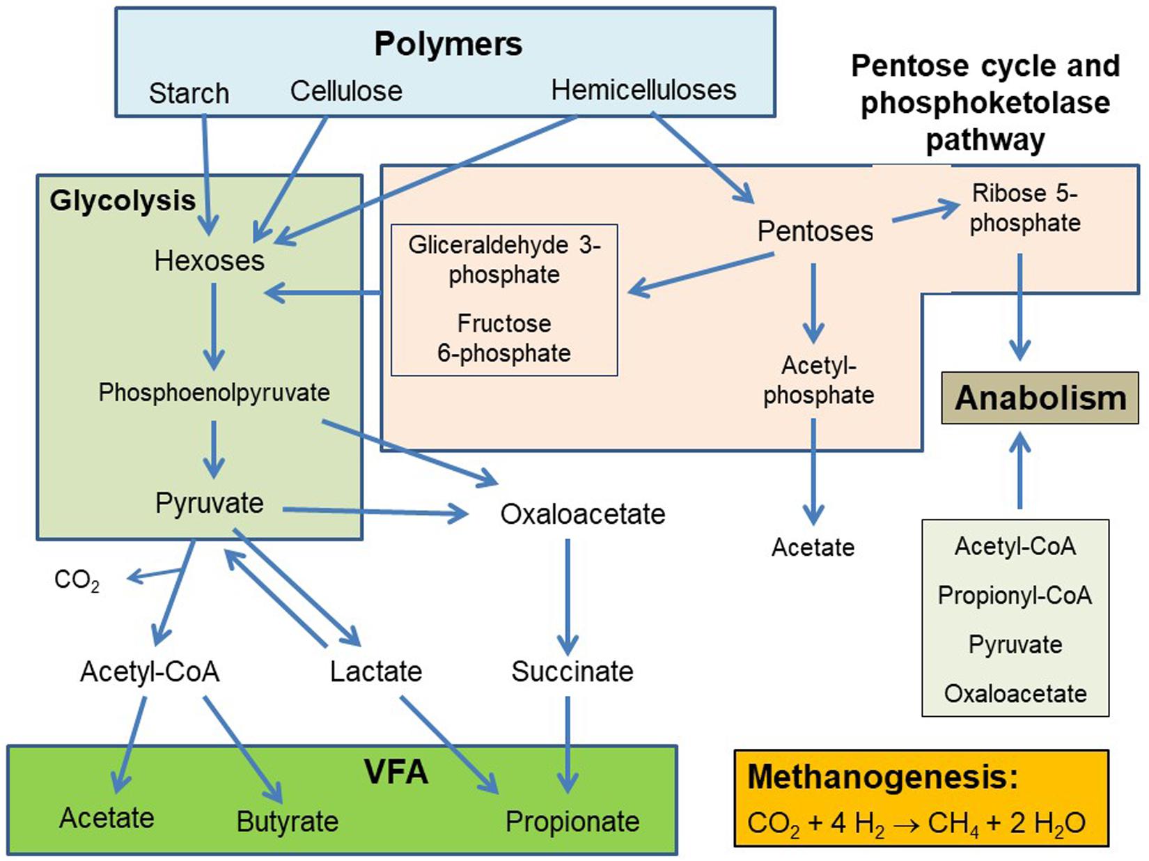 Fermentation Pathway fermentation-pathway