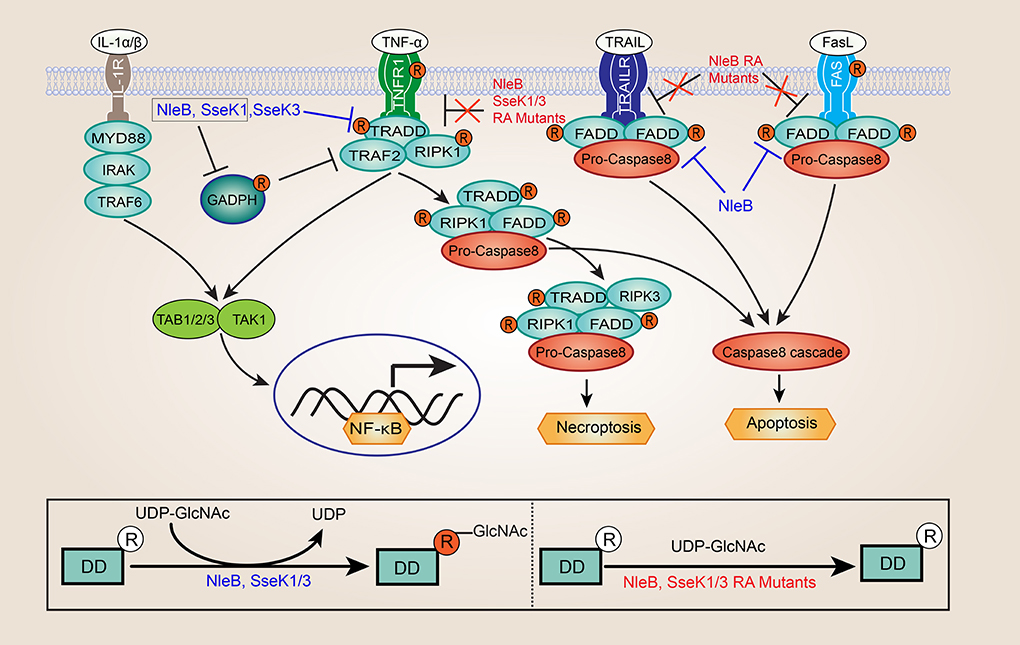 Frontiers Bacteria Catalyzed Arginine Glycosylation In Pathogens And Host Cellular And Infection Microbiology