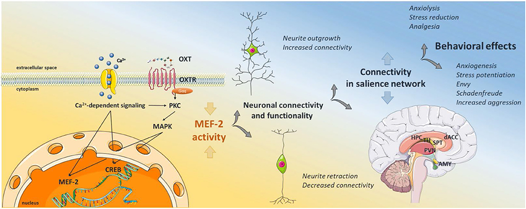 Frontiers Anxiolytic And Anxiogenic How The Transcription