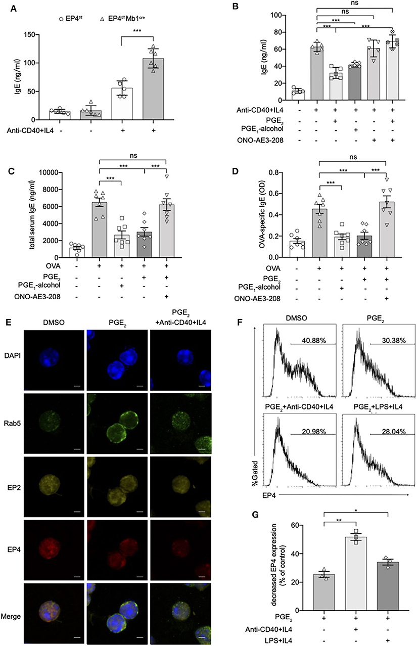 Frontiers | PPARγ as an E3 Ubiquitin-Ligase Impedes Phosphate-Stat6 ...