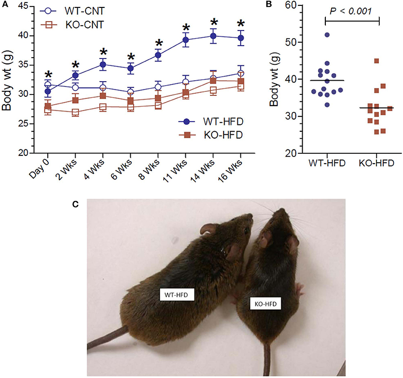 Frontiers | P2Y2 Receptor Promotes High-Fat Diet-Induced Obesity