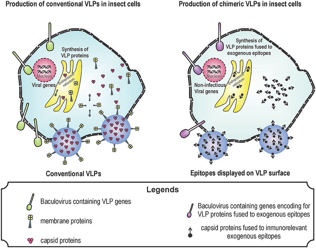 Frontiers Interaction Between Virus Like Particles Vlps And Pattern Recognition Receptors Prrs From Dendritic Cells Dcs Toward Better Engineering Of Vlps Immunology