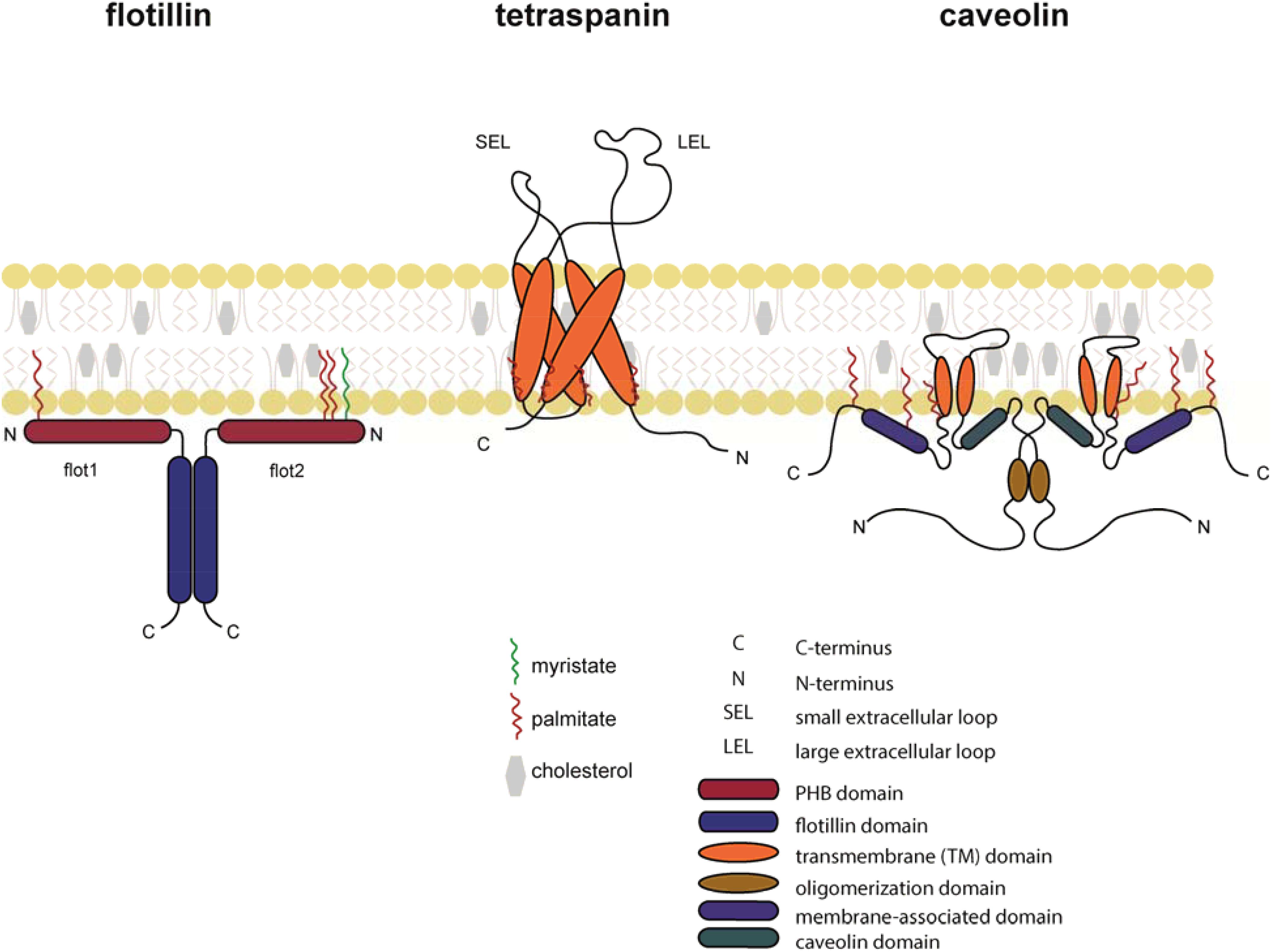 looped domains with protein scaffold looped domains with protein scaffold
