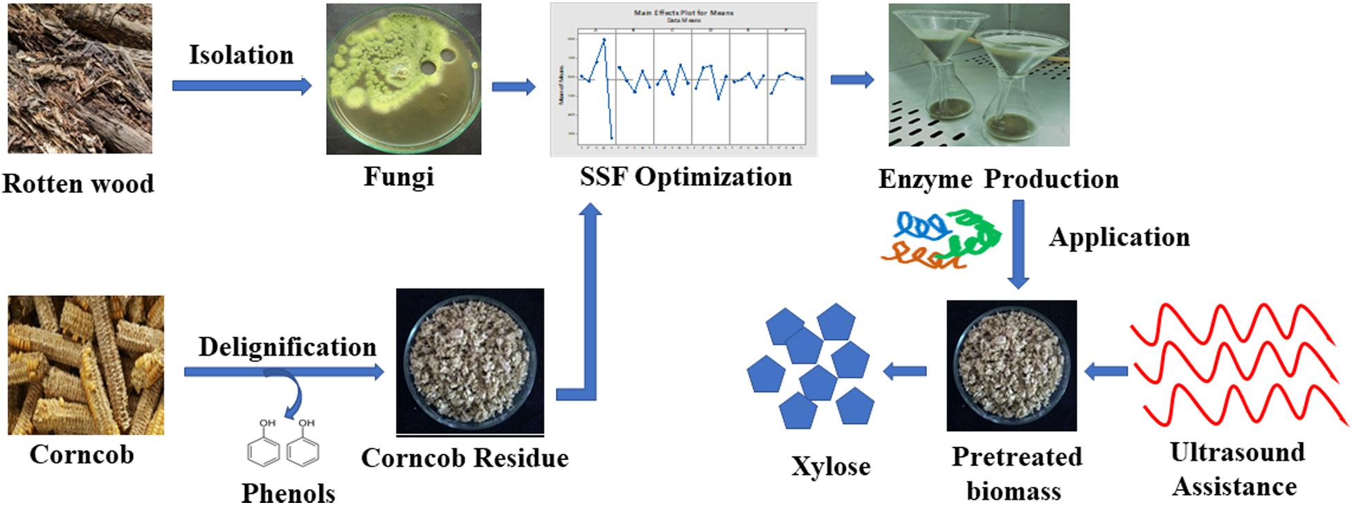 Frontiers Optimized Production Of Xylanase By Penicillium Purpurogenum And Ultrasound Impact