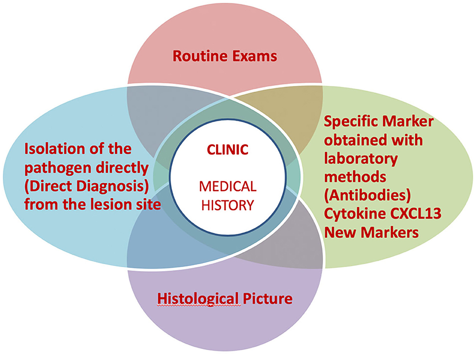 zakdoek kubiek Grafiek Frontiers | A Practical Approach to the Diagnosis of Lyme Borreliosis: From  Clinical Heterogeneity to Laboratory Methods