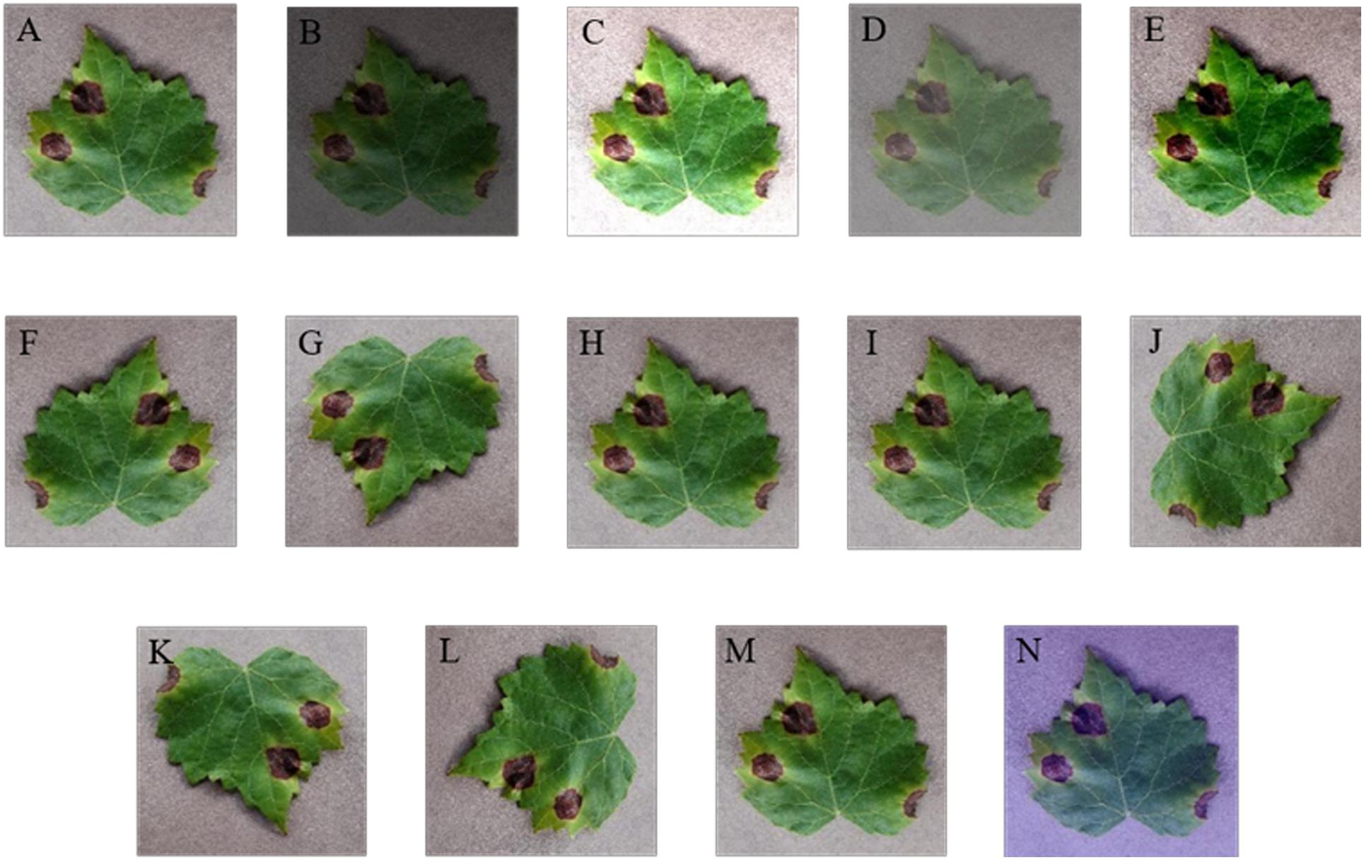 Frontiers | A Deep-Learning-Based Real-Time Detector for Grape Leaf ...