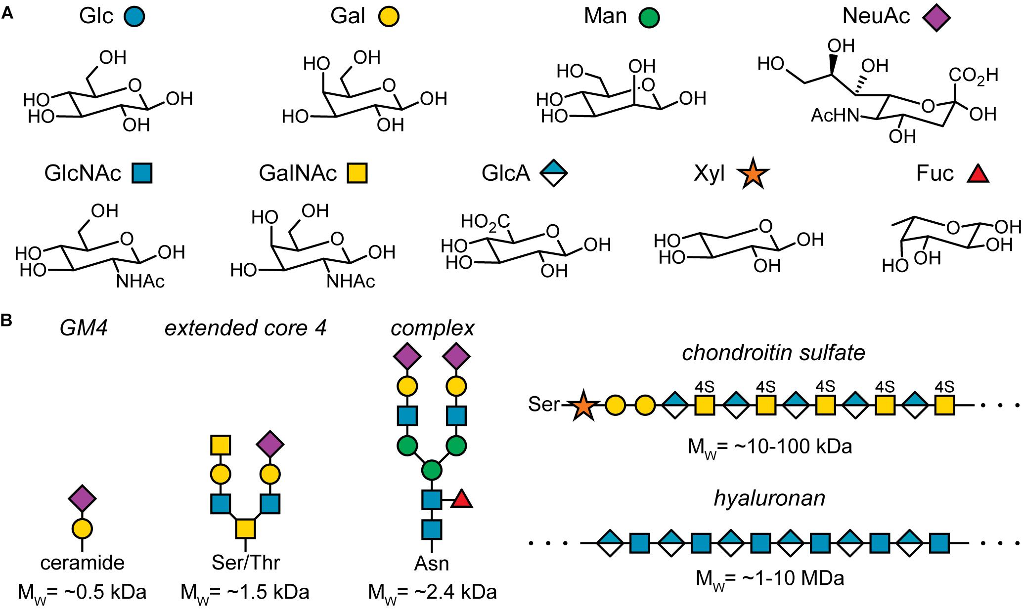 Frontiers The Emerging Role of the Mammalian Glycocalyx in Functional