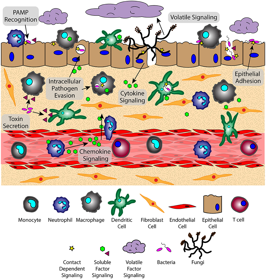 Forbedring Van snak Frontiers | Host and Pathogen Communication in the Respiratory Tract:  Mechanisms and Models of a Complex Signaling Microenvironment | Medicine