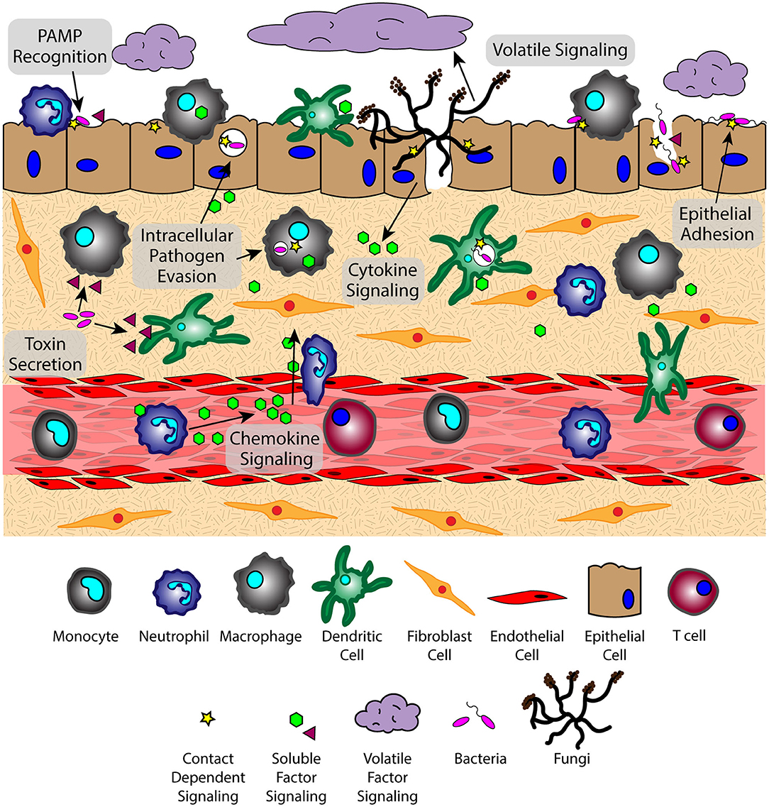 Interaction of Staphylococcus aureus and Host Cells upon Infection of  Bronchial Epithelium during Different Stages of Regeneration