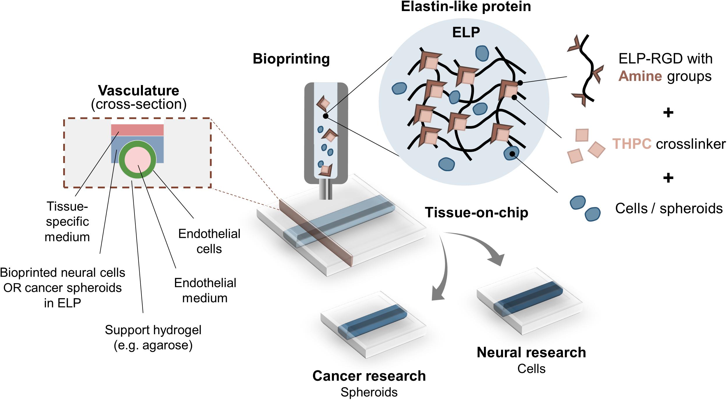 Frontiers  Bioprinting Cell- and Spheroid-Laden Protein