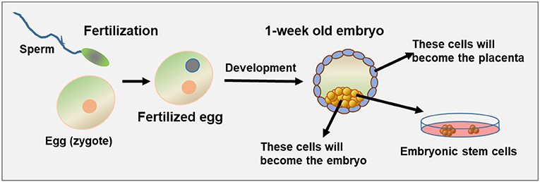embryonic stem cells research paper outline