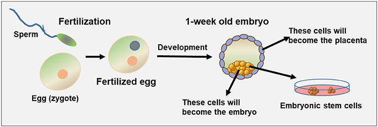 Figure 1 - Early embryonic development and pluripotent cells.
