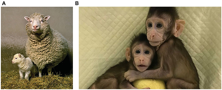 Figure 3 - (A) Successful cloning of mammals.