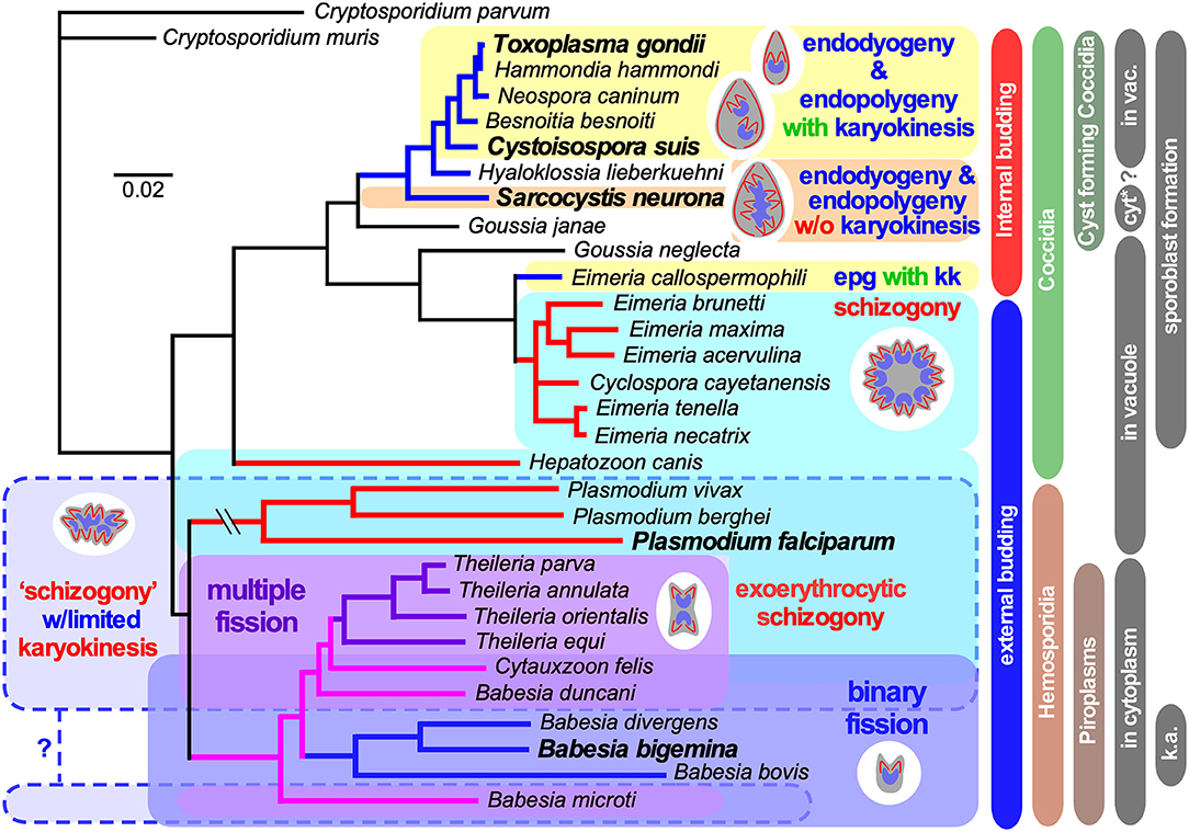 Frontiers Fussing About Fission Defining Variety Among Mainstream and Exotic Apicomplexan Cell Division Modes