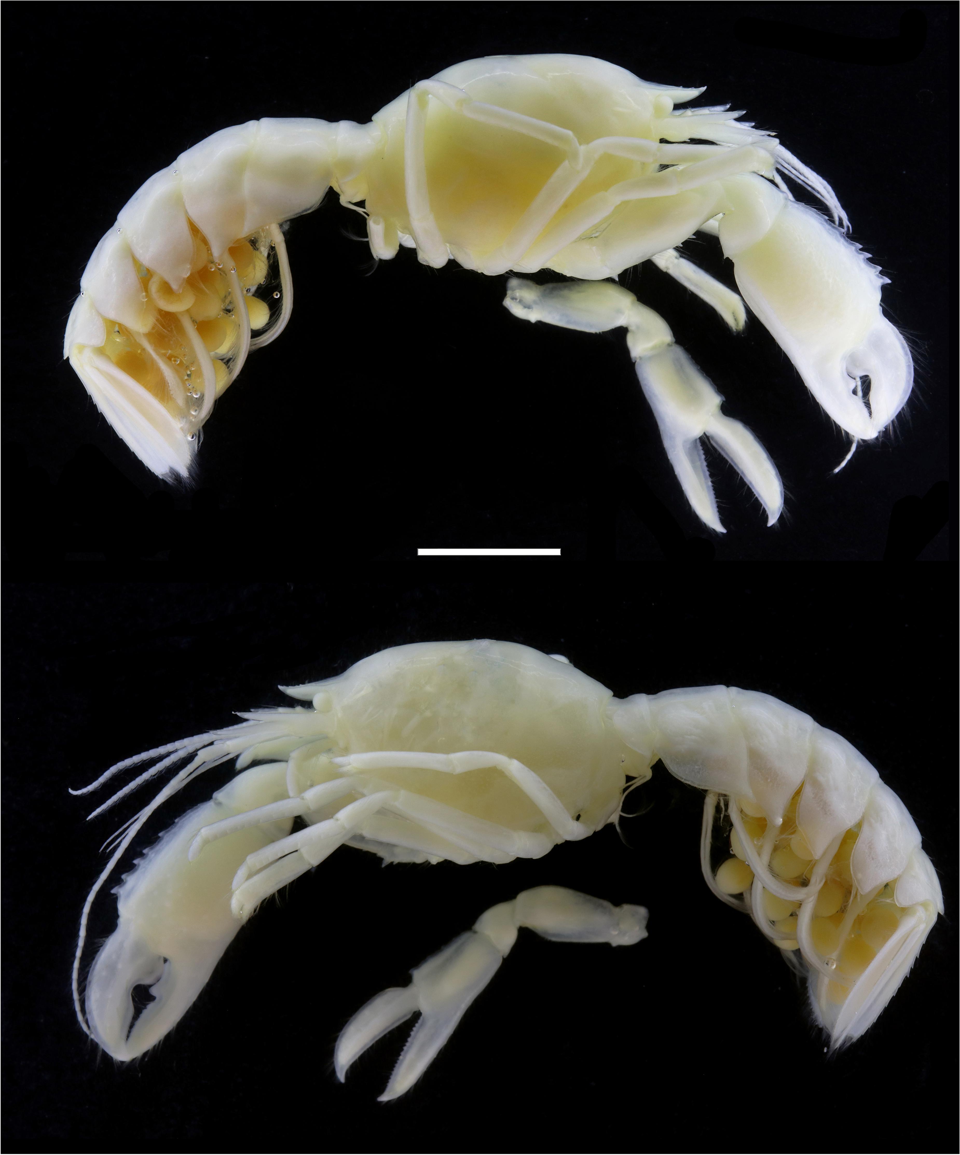 A compiled key to the recent Stomatopoda of the Indo-West Pacific region