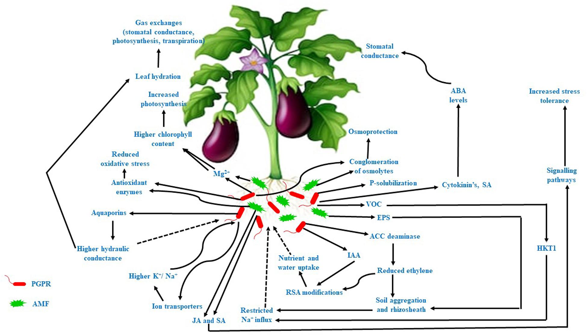 Frontiers Insights Into Microbially Induced Salt Tolerance And Endurance Mechanisms Stem In Plants Microbiology