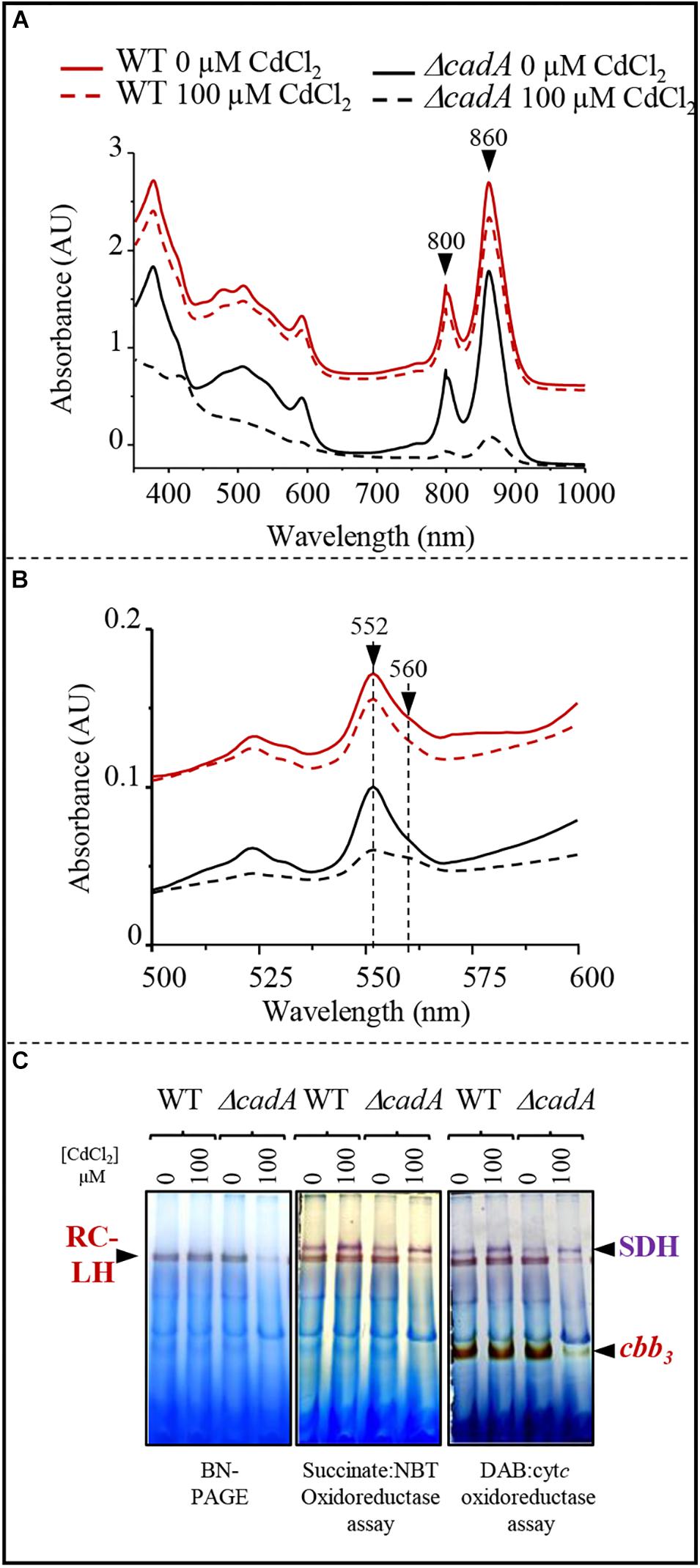 phenibut pregabalin cross tolerance phenibut pregabalin cross tolerance