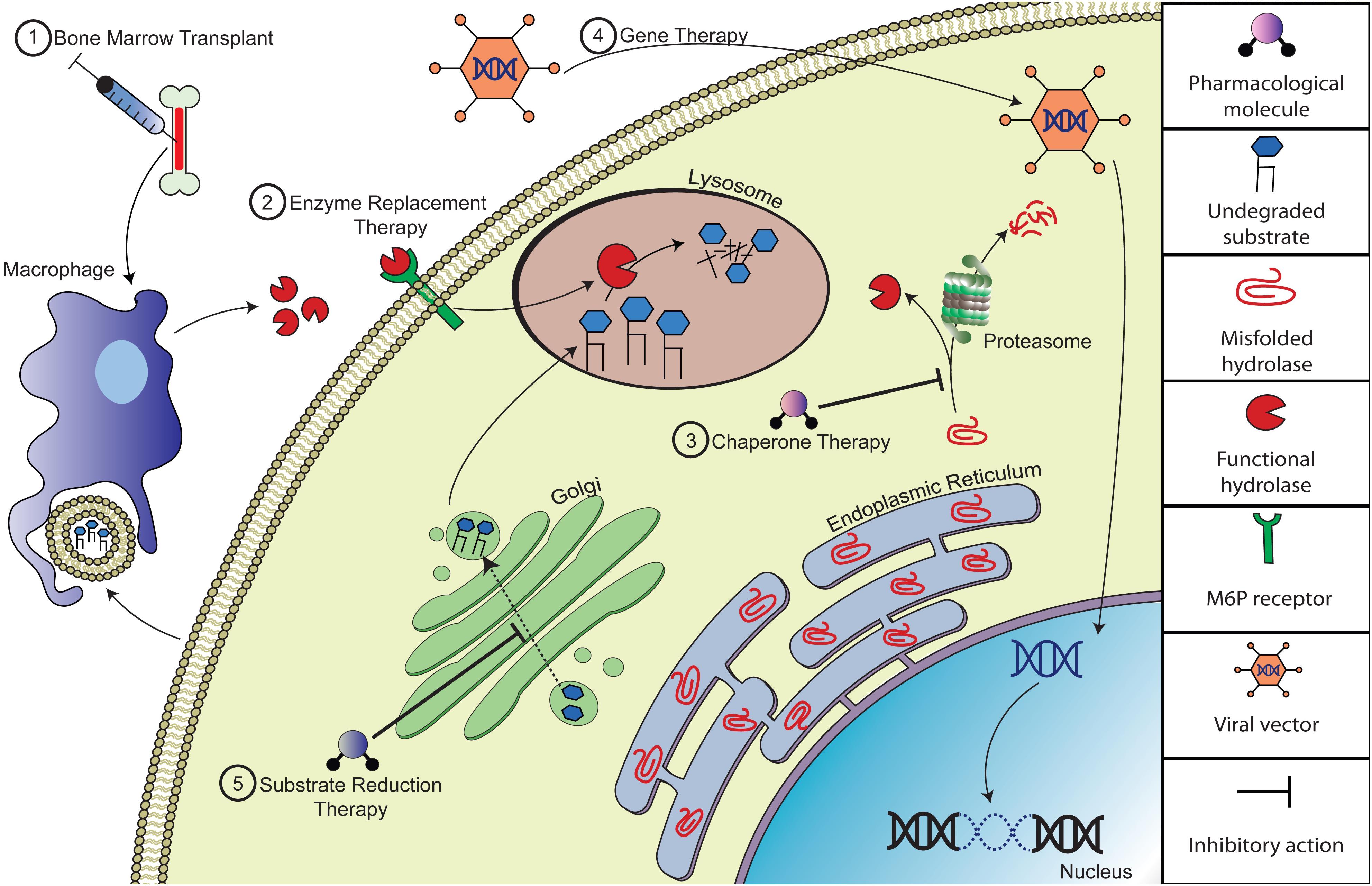 Dual Purpose Vectors for Rare Neurological Diseases: Molecular Therapy