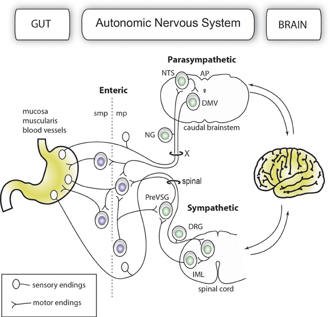 General aspects of the gut content of the Neoacrus spelaion sp. n