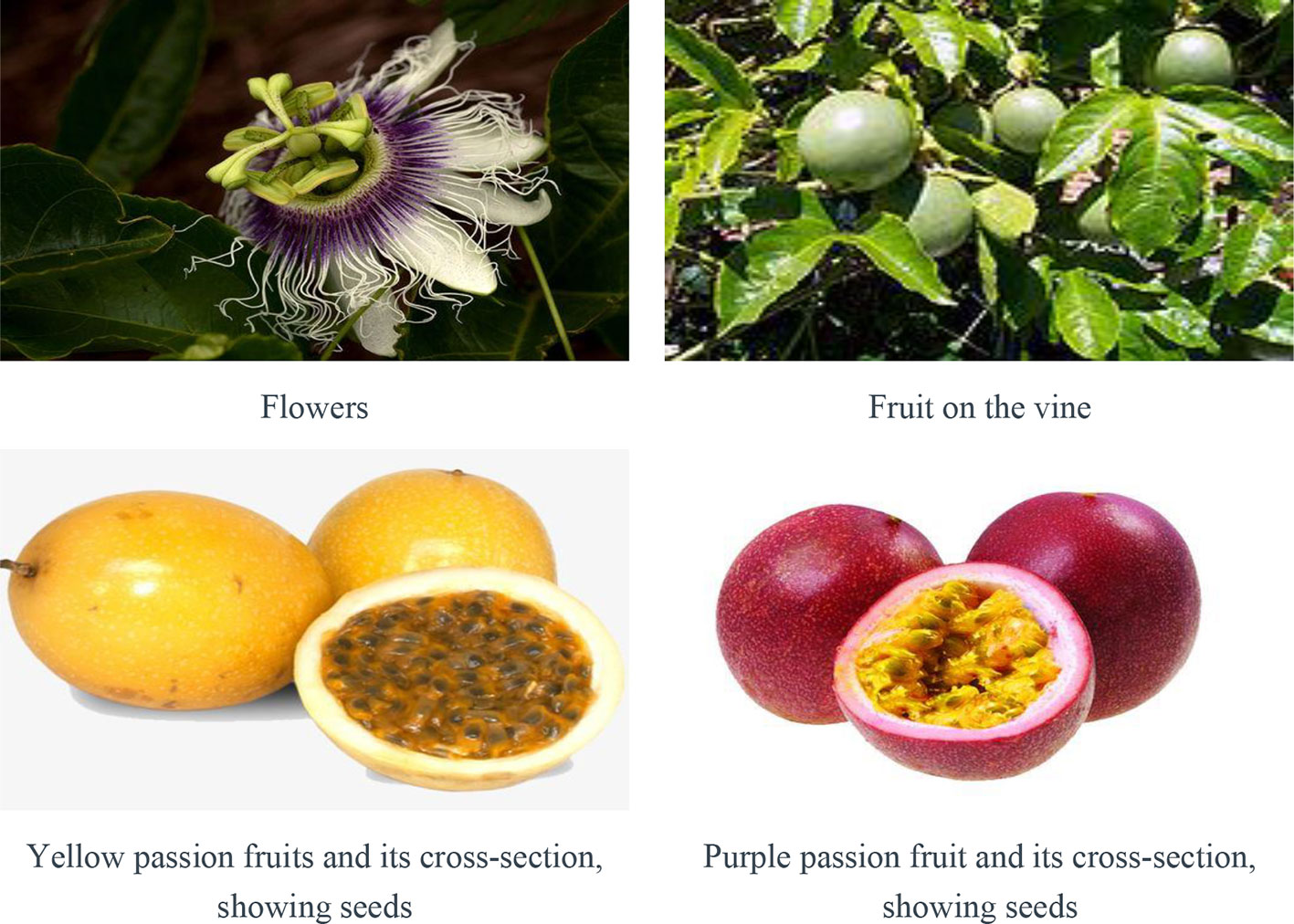 Passion Fruit Purple de La Flower 25 Seeds Fresh Passiflora Edulis