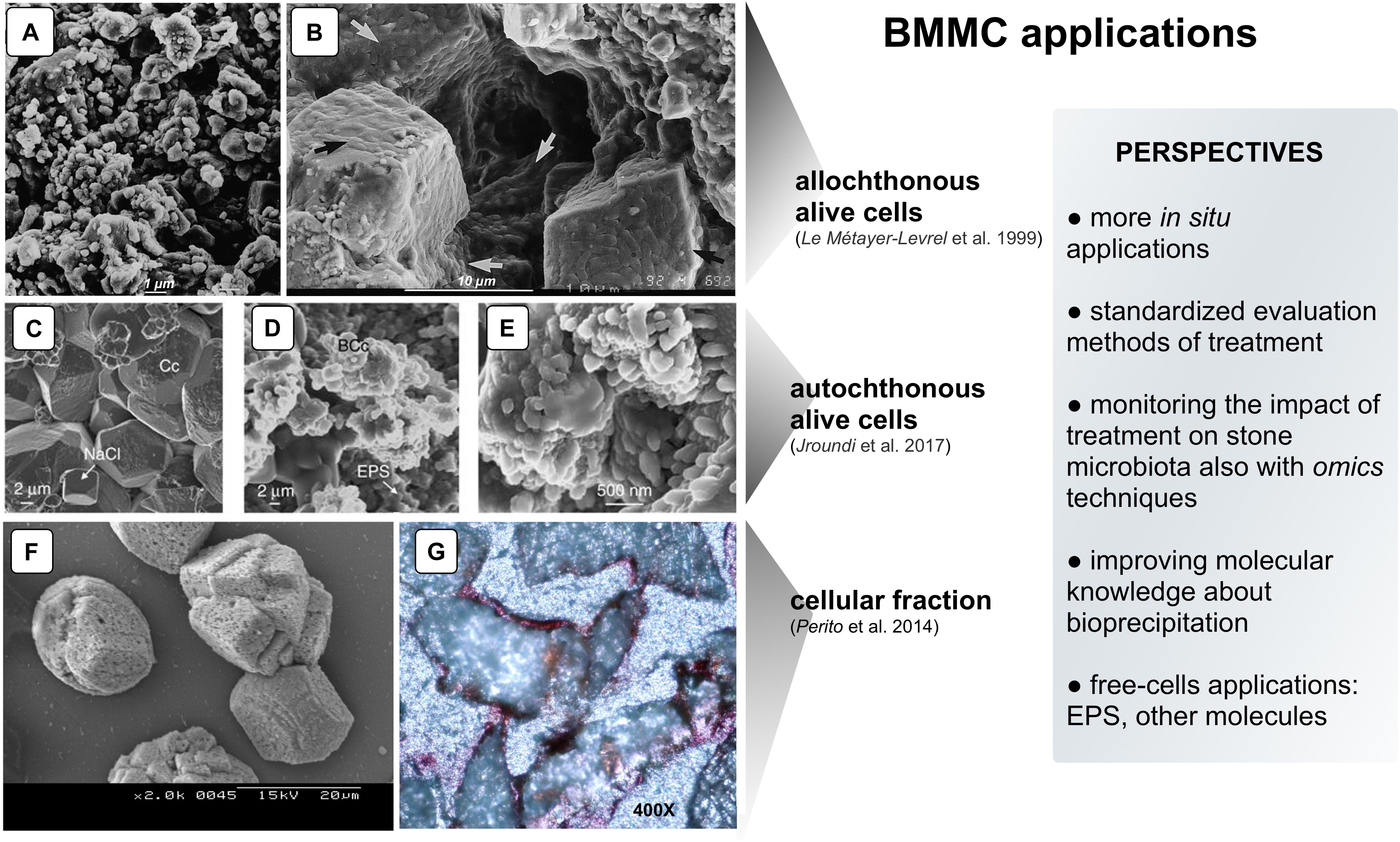 Carbonates: A Comprehensive Overview