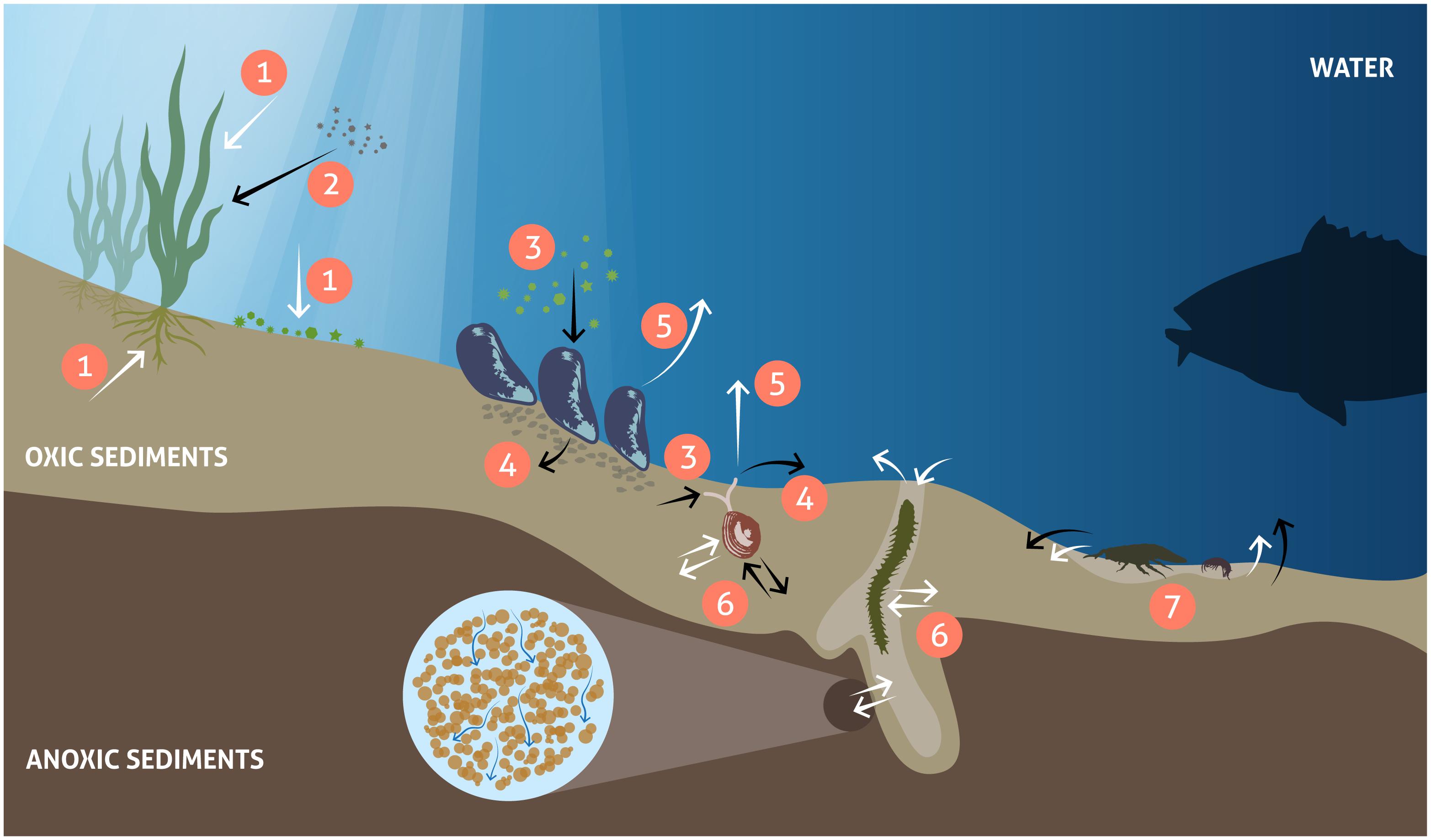 Frontiers  Sediment Bulk Density Effects on Benthic Macrofauna Burrowing  and Bioturbation Behavior