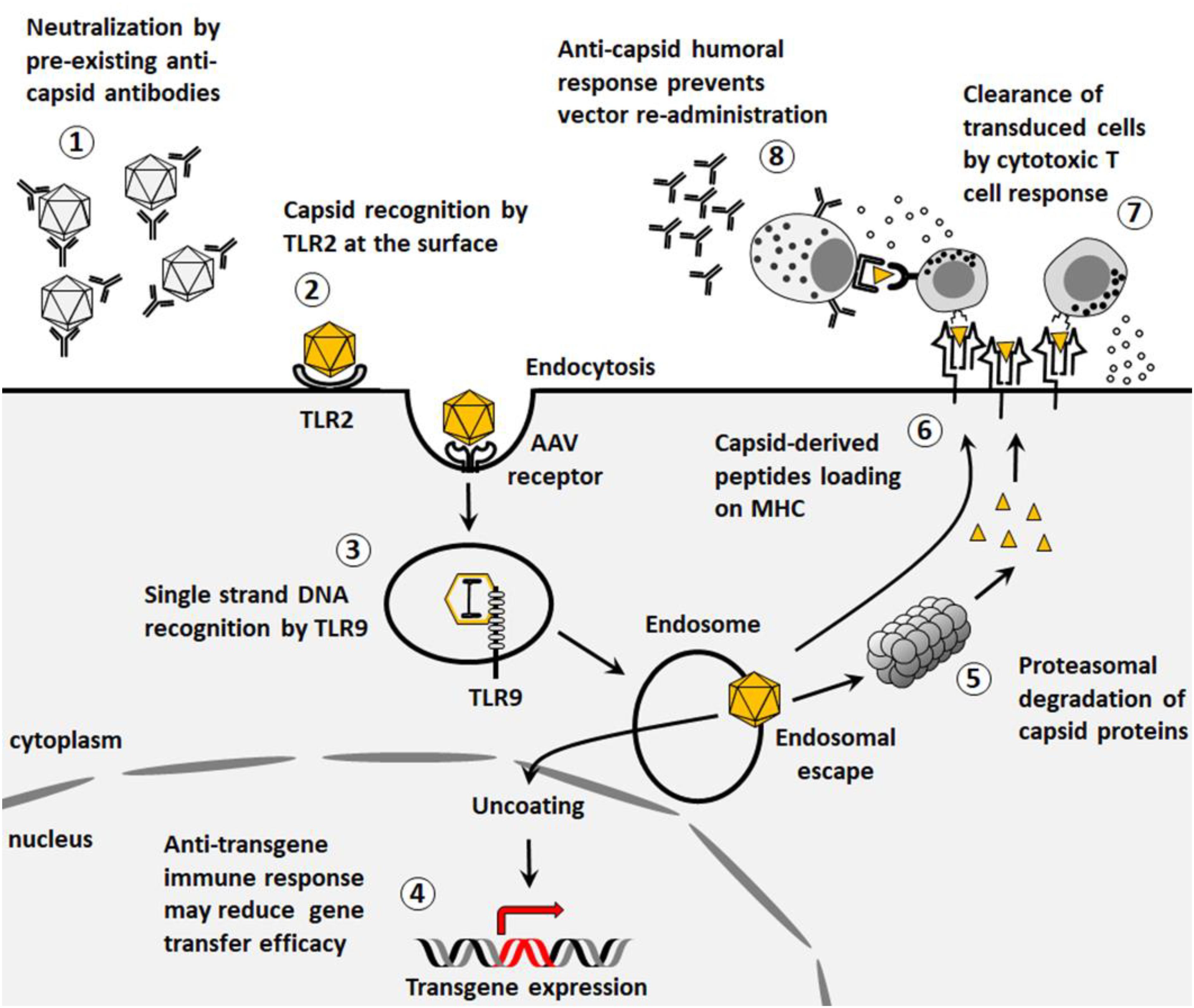 Frontiers | Human Immune Responses to Adeno-Associated Virus (AAV) Vectors
