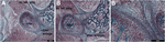www.frontiersin.org
