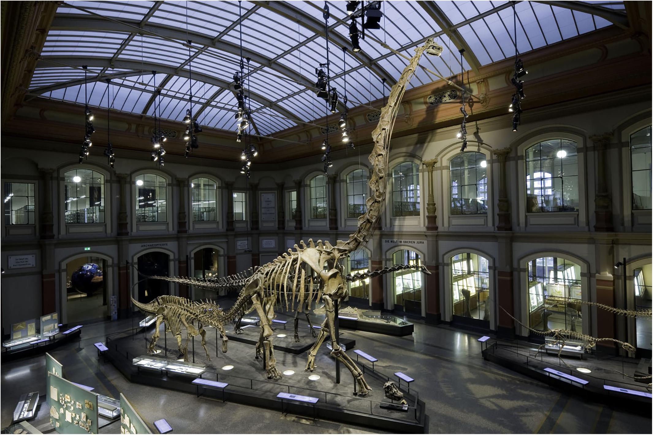 Frontiers The Tail Of The Late Jurassic Sauropod Giraffatitan Brancai Digital Reconstruction Of Its Epaxial And Hypaxial Musculature And Implications For Tail Biomechanics Earth Science