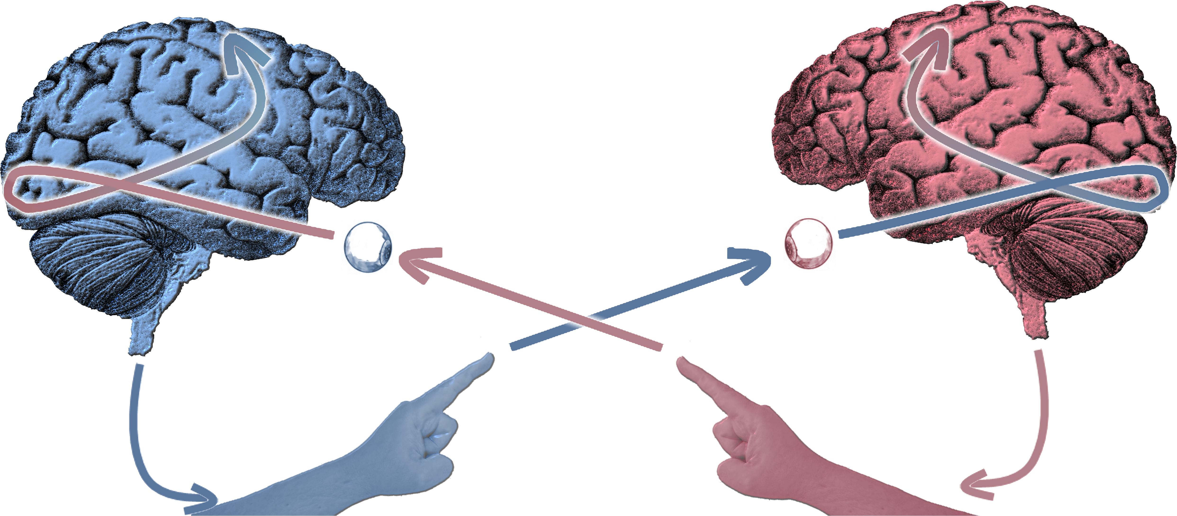 A dynamic systems approach to the development of cognition and action 2025