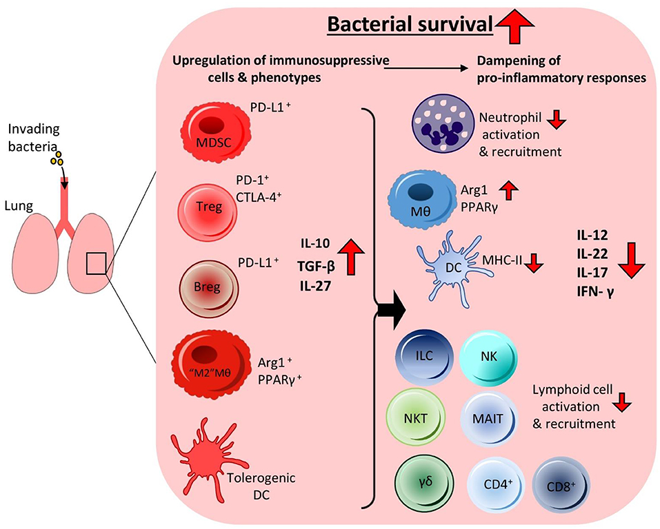 Frontiers  Selective Host Cell Death by Staphylococcus aureus: A Strategy  for Bacterial Persistence