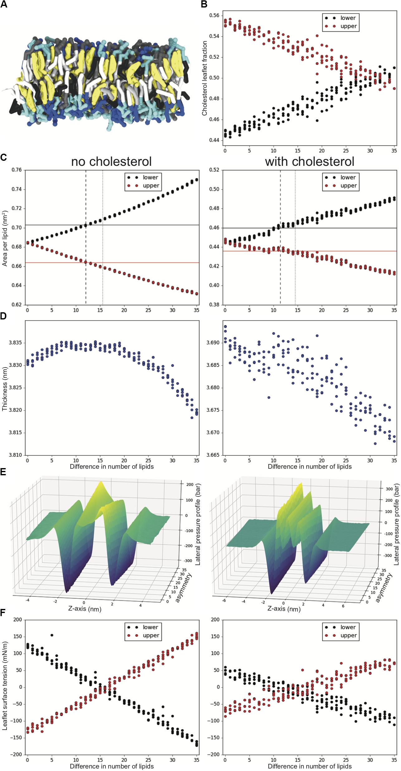 Frontiers  Simulations of Asymmetric Membranes Illustrate Cooperative  Leaflet Coupling and Lipid Adaptability