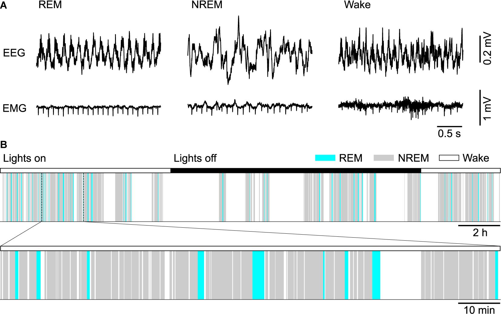 Frontiers  Cellular and Molecular Mechanisms of REM Sleep Homeostatic  Drive: A Plausible Component for Behavioral Plasticity