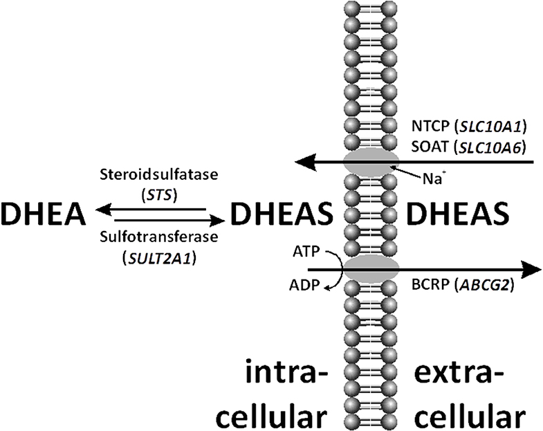 Frontiers | Very High Dehydroepiandrosterone Sulfate (DHEAS) in Serum of an Overweight Female Adolescent Without a Tumor Frontiers | Very High Dehydroepiandrosterone Sulfate (DHEAS) in Serum of an Overweight Female Adolescent Without a Tumor