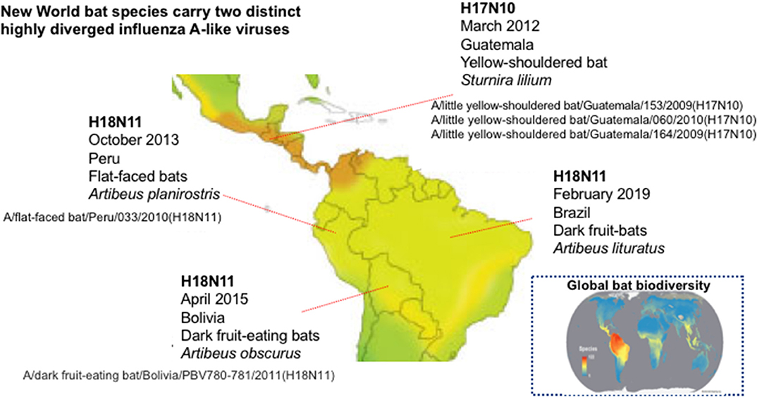 Frontiers  Ecosystems Services Provided by Bats Are at Risk in Brazil